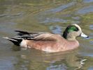 American Wigeon (WWT Slimbridge April 2013) - pic by Nigel Key